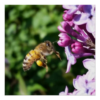 Póster Abeja de miel sobre Lilacs púrpura