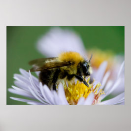 Póster Abeja de miel sobre una flor blanca