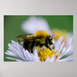 Póster Abeja de miel sobre una flor blanca