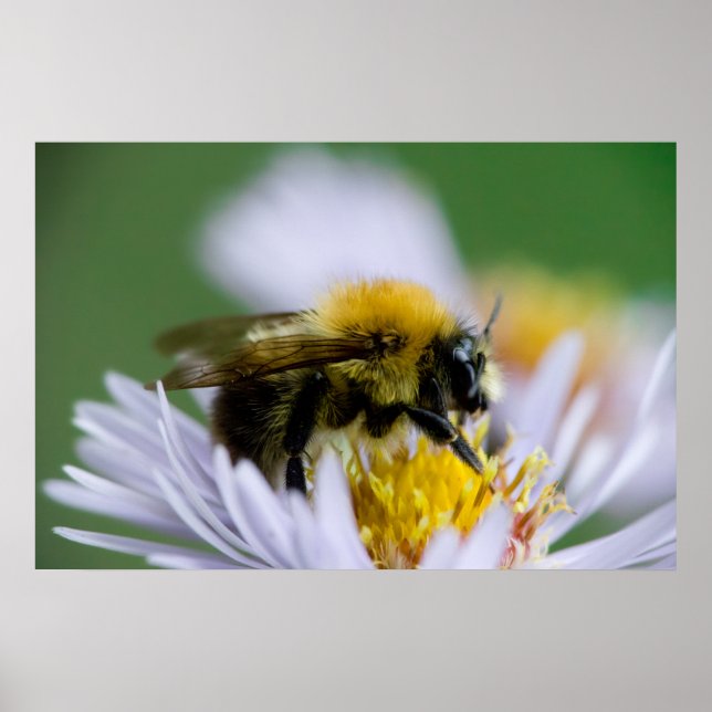 Póster Abeja de miel sobre una flor blanca (Frente)