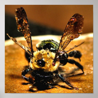 Póster Abeja de oro