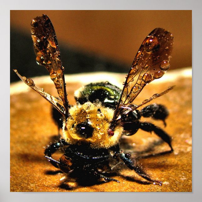 Póster Abeja de oro (Frente)