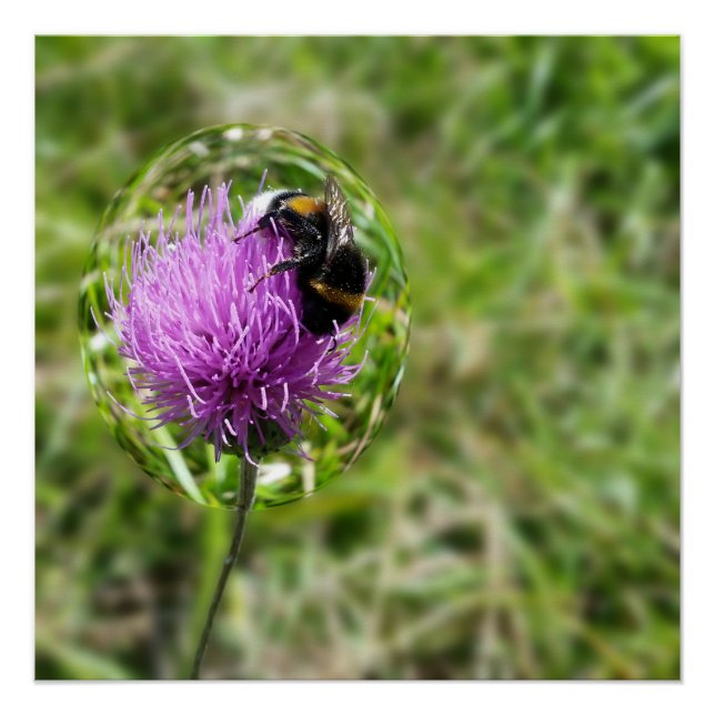 Póster Abeja en burbuja (Anverso)