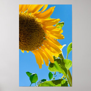 Póster Abeja en el girasol