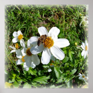 Póster abeja en flor blanca