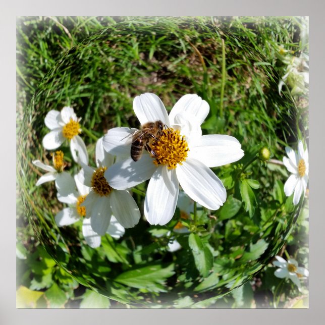 Póster abeja en flor blanca (Frente)