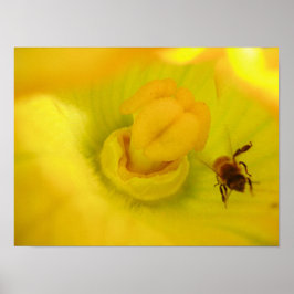 Póster Abeja en flor de calabacín amarillo pequeña