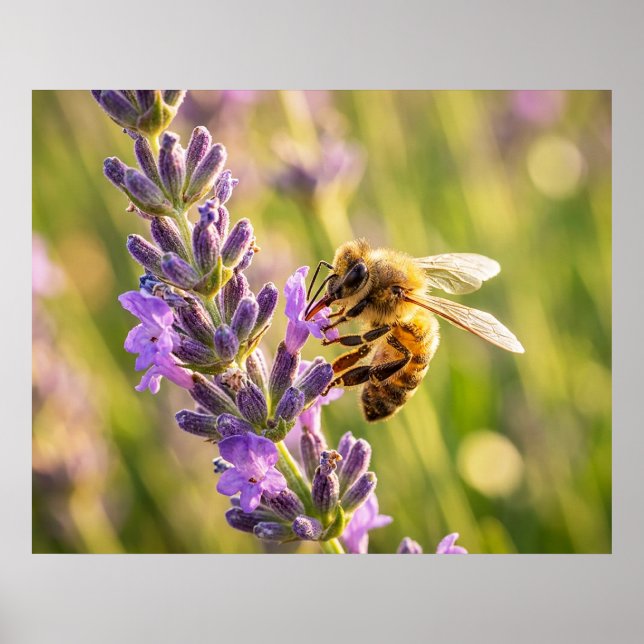 Póster Abeja en lavanda (Frente)