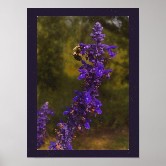 Póster abeja en lavanda  (Frente)