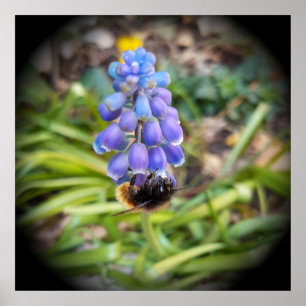 Póster Abeja en Muscari Armeniacum , Hiacinato de uva