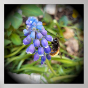 Póster Abeja en Muscari Armeniacum , Hiacinato de uva