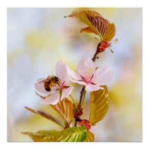 Póster Abeja en una flor de cerezo