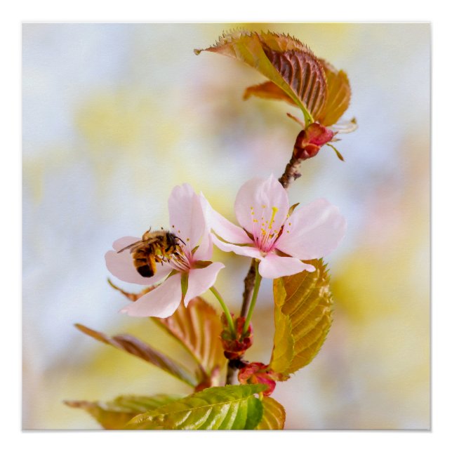 Póster Abeja en una flor de cerezo (Anverso)