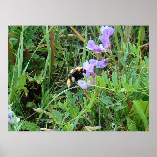 Póster Abeja F2 en flores silvestres púrpura (Frente)