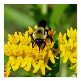 Póster Abeja festejando en flores silvestres de algodonci