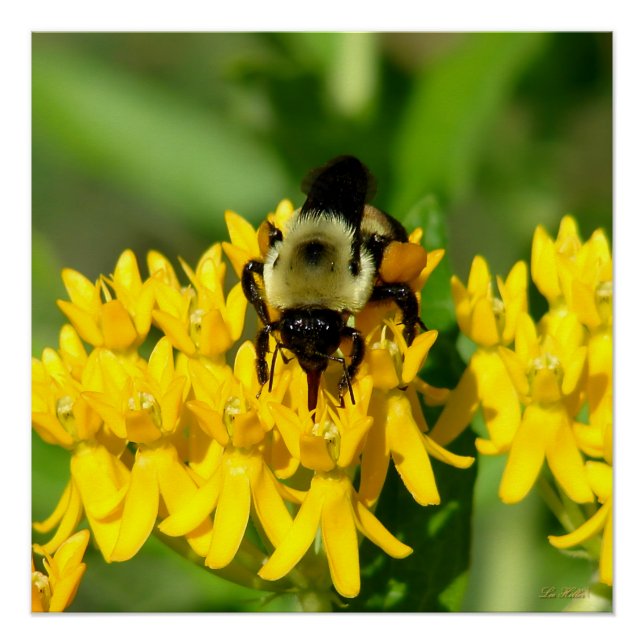 Póster Abeja festejando en flores silvestres de algodonci (Anverso)