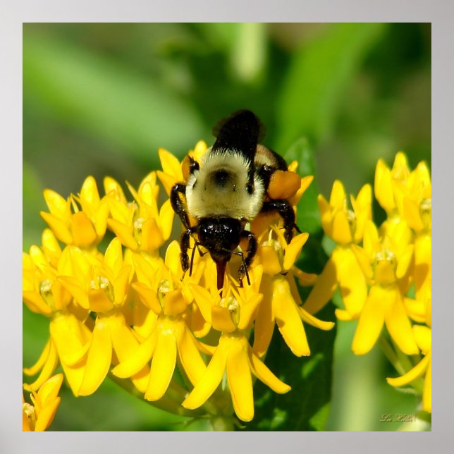 Póster Abeja festejando en flores silvestres de algodonci (Frente)