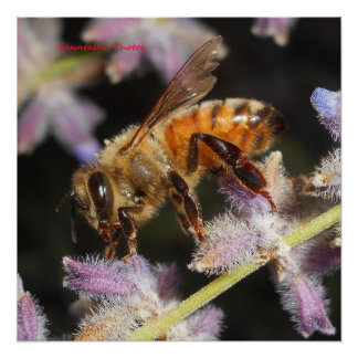 Póster Abeja Melífera