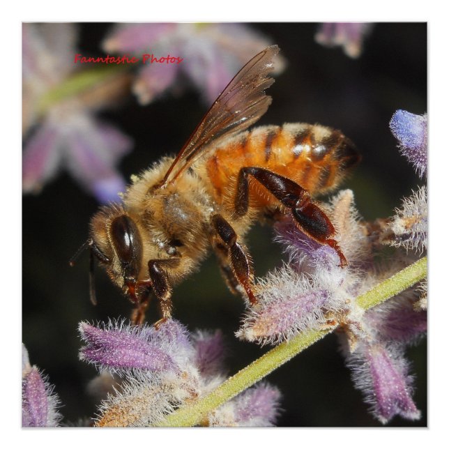 Póster Abeja Melífera (Anverso)