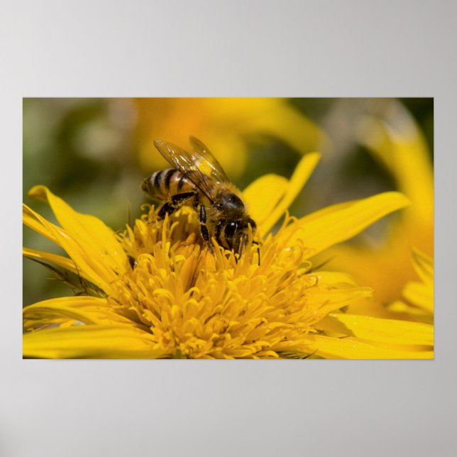Póster Abeja Melífera Africana con Sacos de Polen Aliment (Frente)