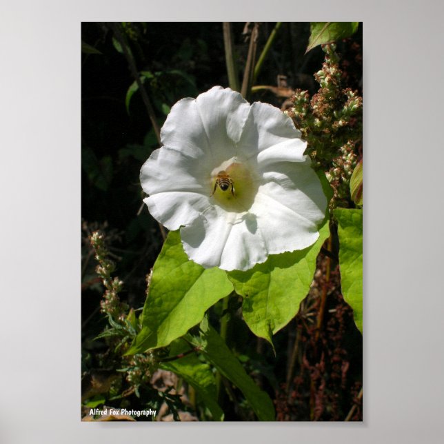 Póster Abeja Melífera en Campanilla (Frente)