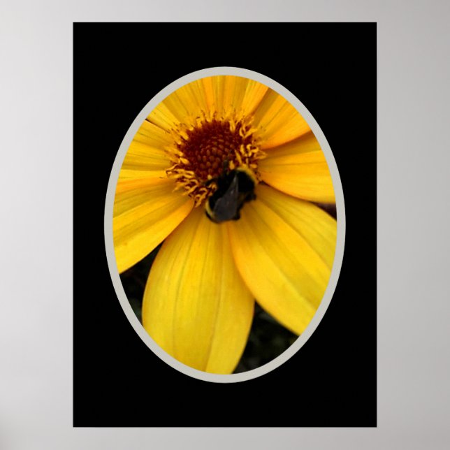 Póster Abeja melífera en una flor amarilla (Frente)