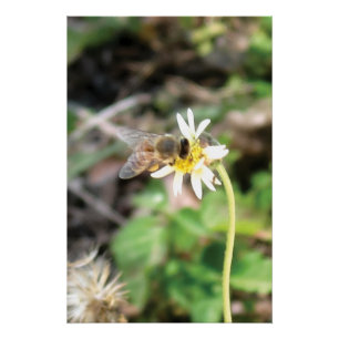 Póster Abeja Melífera Polinizando en Foto de Flor de Marg