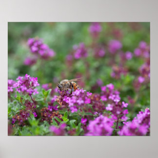 Póster Abeja Melífera Recolectando Néctar