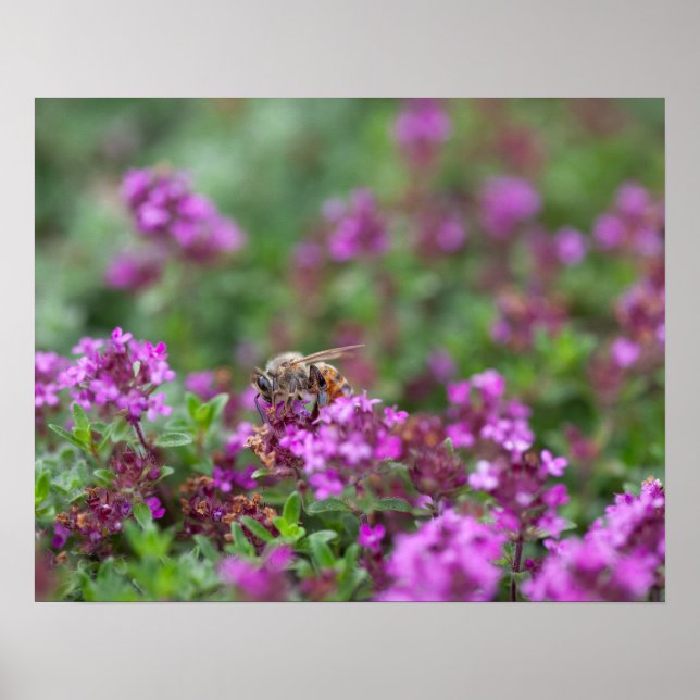 Póster Abeja Melífera Recolectando Néctar (Frente)