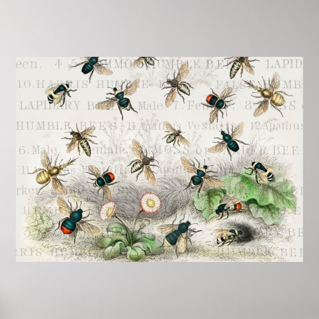 Póster Abeja Miel Trabajador Reina Abejas Antigüo (Frente)