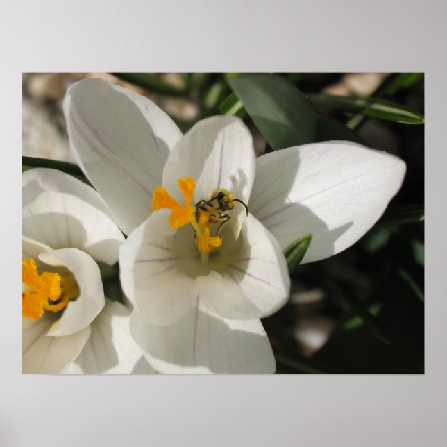 Póster Abeja ocupada (Frente)