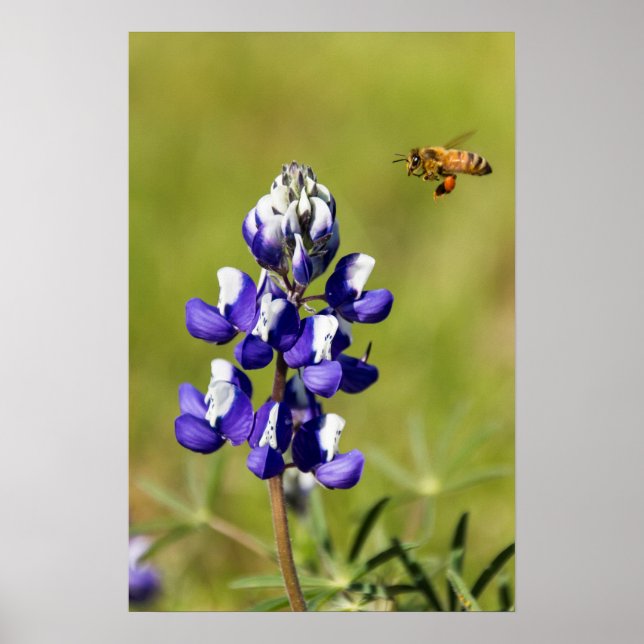 Póster Abeja ocupada contemplando una flor de Lupin salva (Frente)