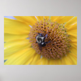 Póster Abeja Ocupada en un Girasol Amarillo