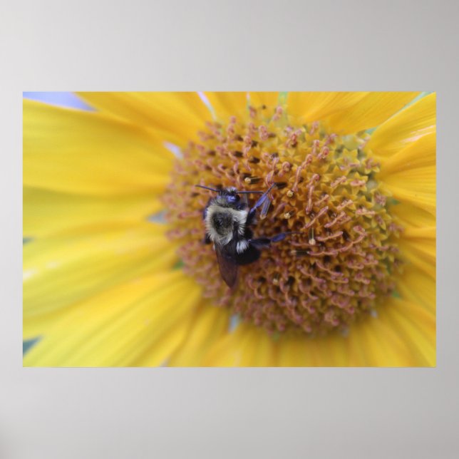 Póster Abeja Ocupada en un Girasol Amarillo (Frente)