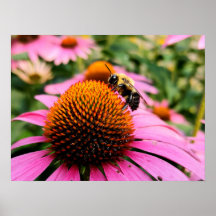 Abeja Ocupada en una Equinácea Púrpura