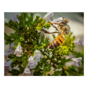 Póster Abeja Ocupada Polinizando Flores – Foto de Natural