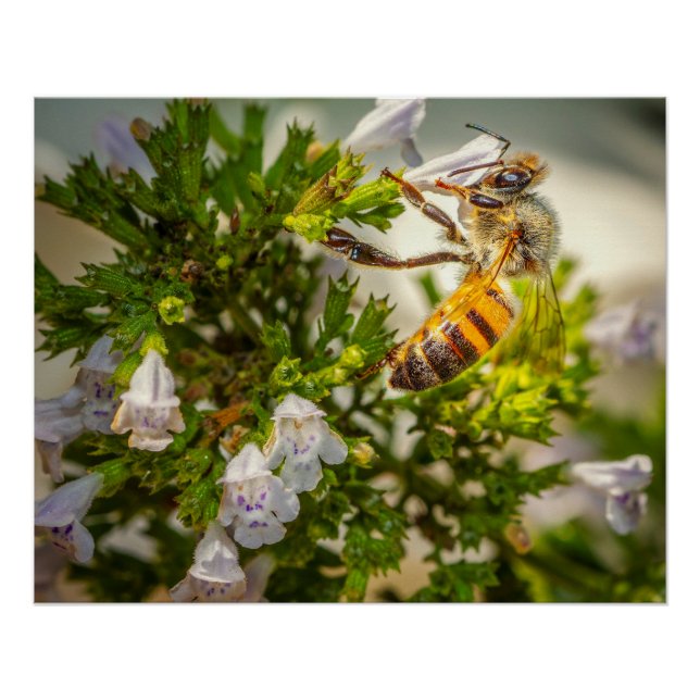 Póster Abeja Ocupada Polinizando Flores – Foto de Natural (Anverso)