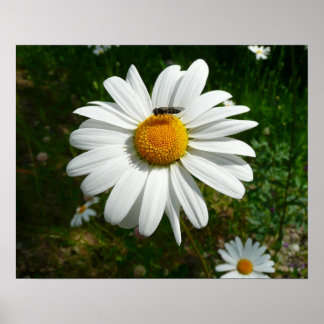 Póster Abeja por la foto natural de Daisy Alaskan