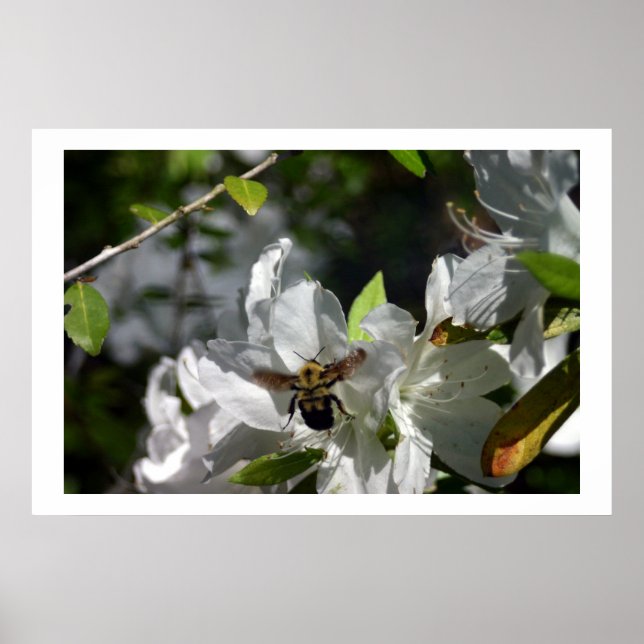 Póster Abeja torpe (Frente)