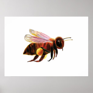 Póster Abeja volando
