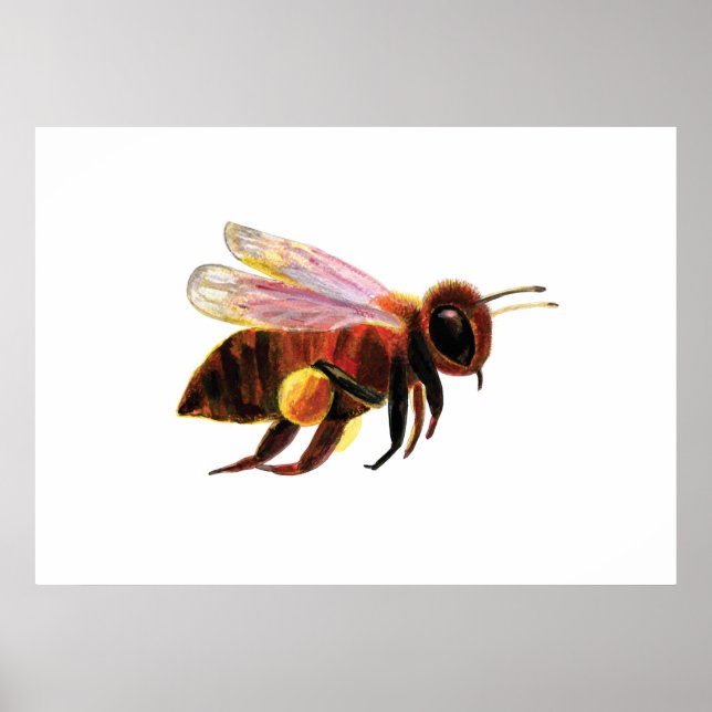 Póster Abeja volando (Frente)