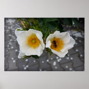 Póster Abeja y flores en primavera