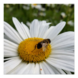 Póster abeja y margarita