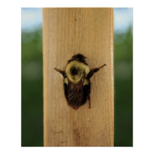 Póster Abeja-zilla