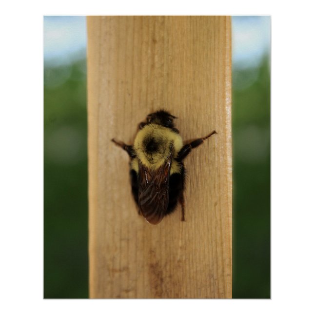 Póster Abeja-zilla (Anverso)