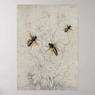 Póster Abejas