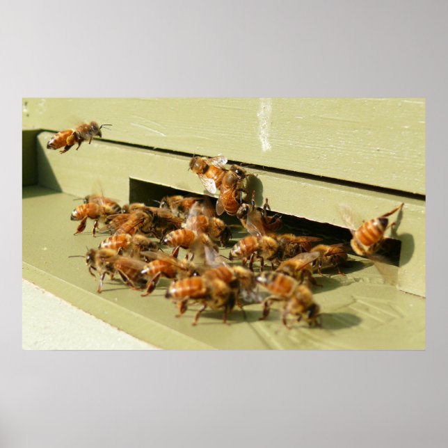 Póster Abejas (Frente)