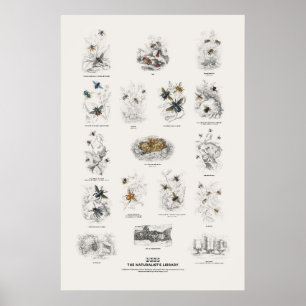 Póster Abejas - Biblioteca del Naturalista
