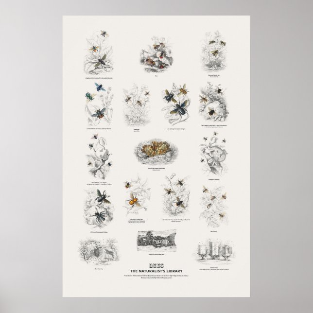 Póster Abejas - Biblioteca del Naturalista (Frente)