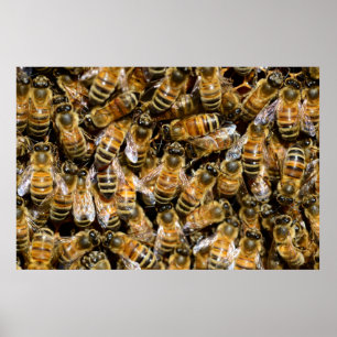 Póster Abejas de la miel